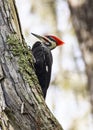 Pileated Woodpecker climbing a tree.